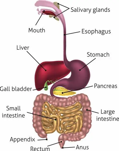 The Digestive System