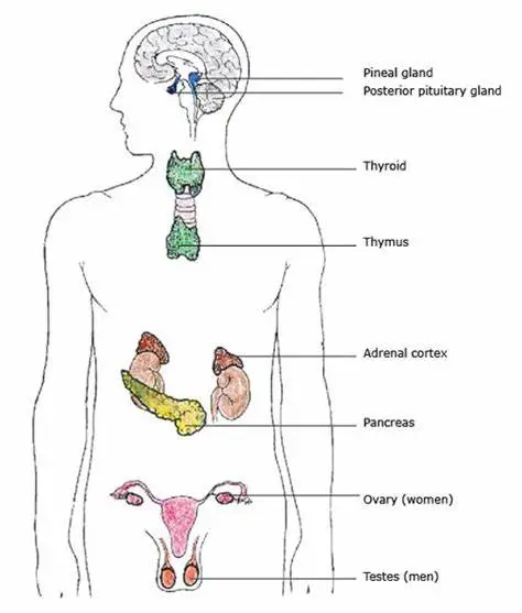 The Endocrine System