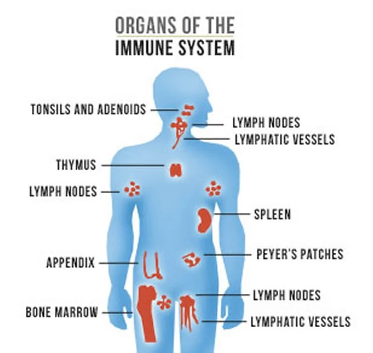 The Immune System