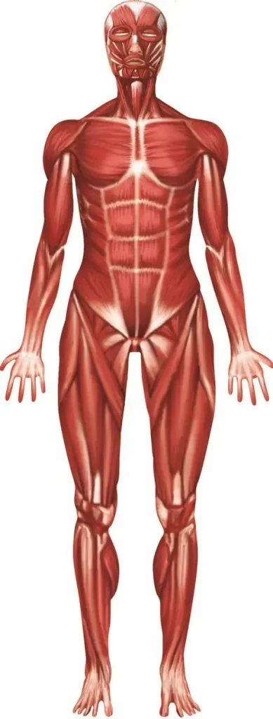 The Muscular System