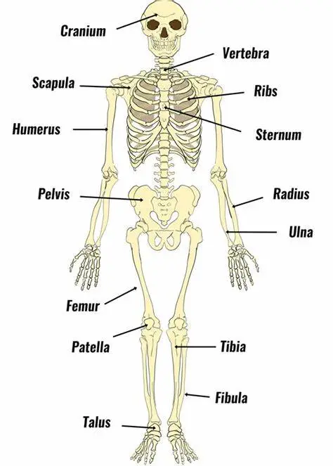 The Skeletal System