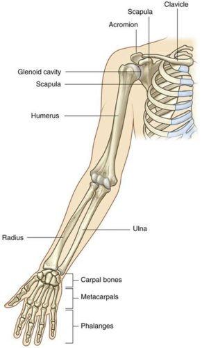 Upper Limbs