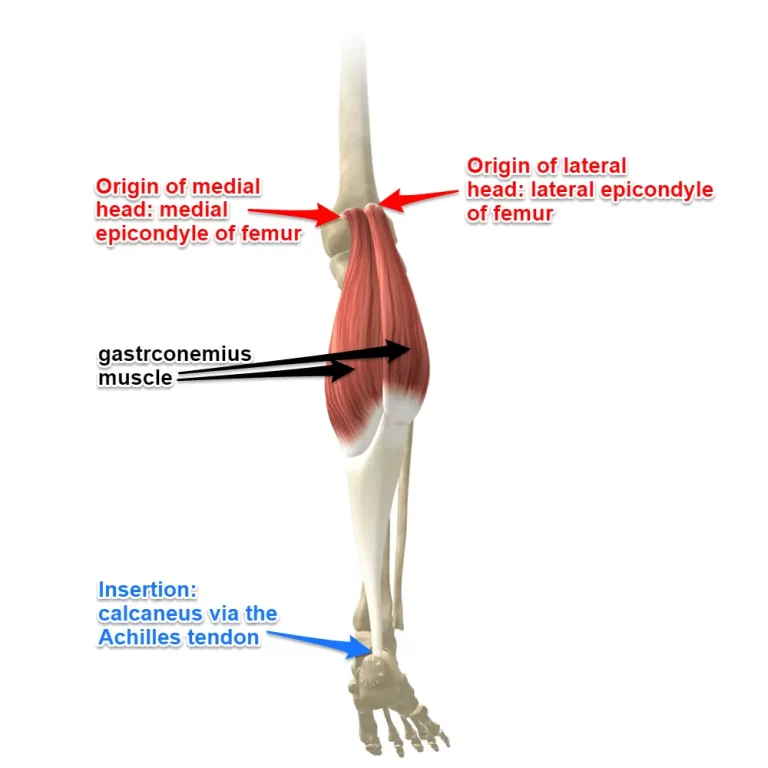 Gastrocnemius muscle