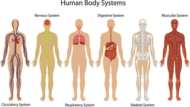 human body parts