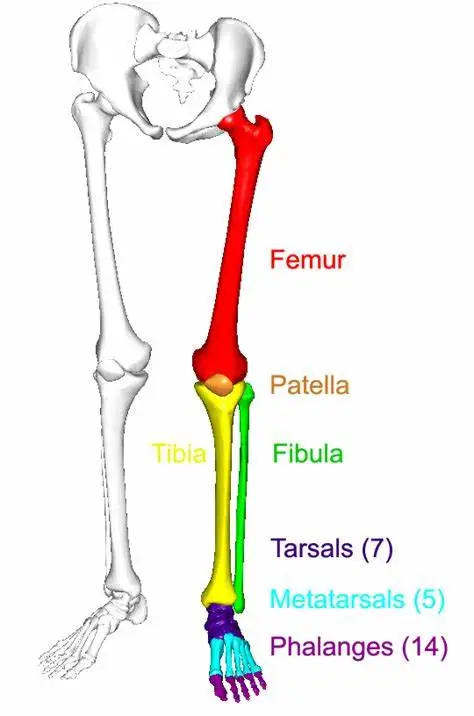 lower limb