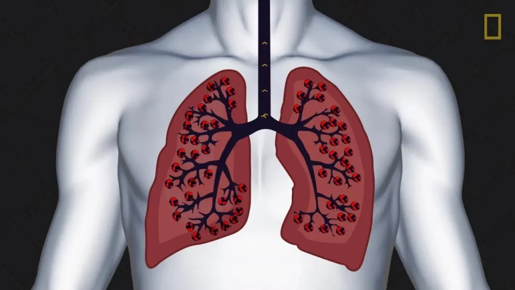 lungs