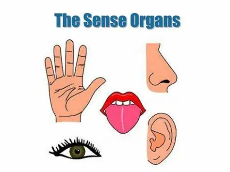 sensory organs