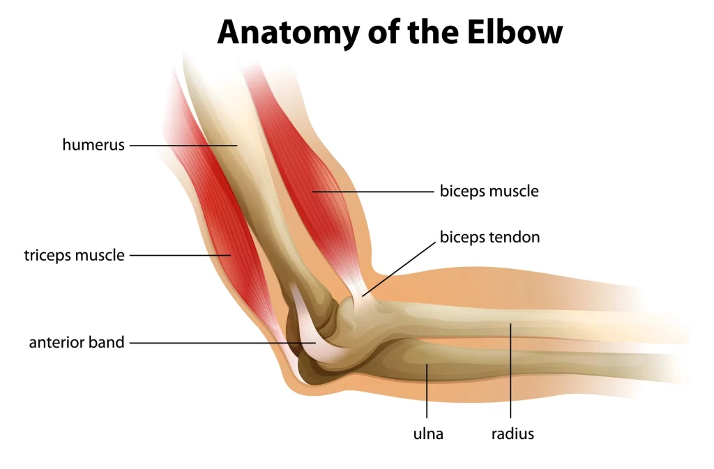 Elbow joint