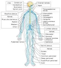 List of the nerves of the human body