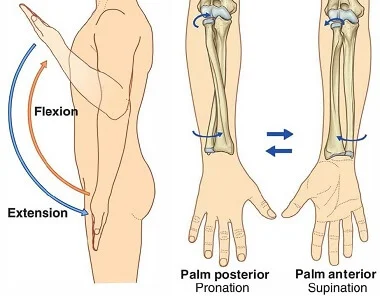 Normal Elbow Range Of Motion