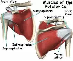 Rotator Cuff Muscles