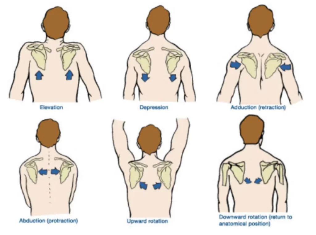 Scapular Motion