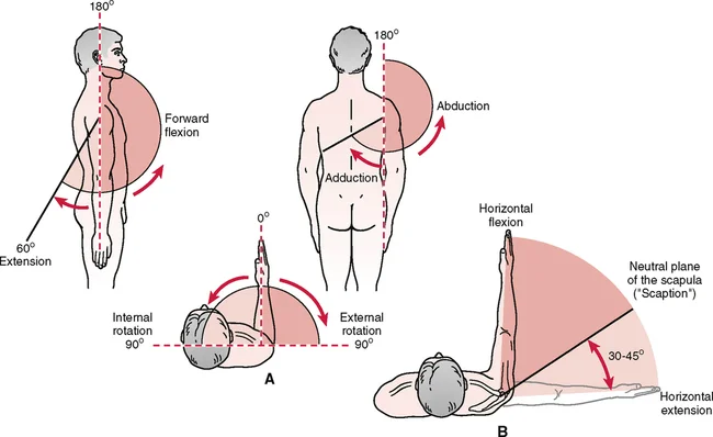 Shoulder Joint Movements