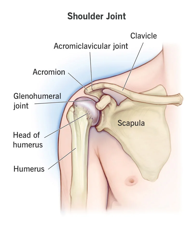 Shoulder Joint