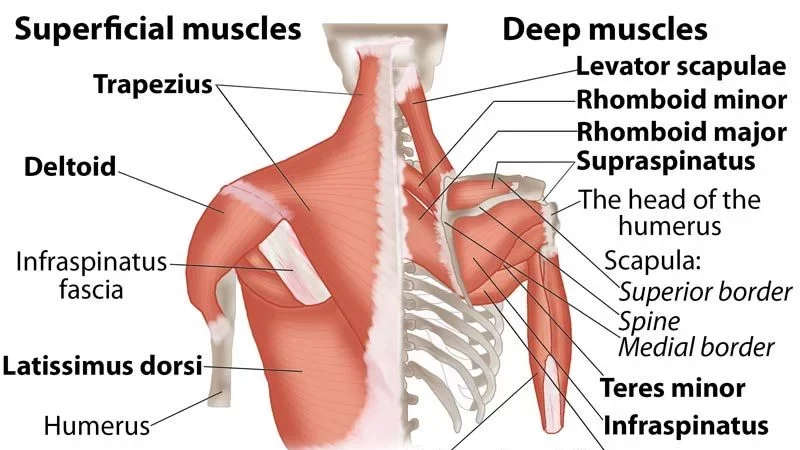 Shoulder Muscles