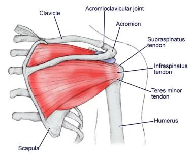 Structure_Of_Shouder_Joint