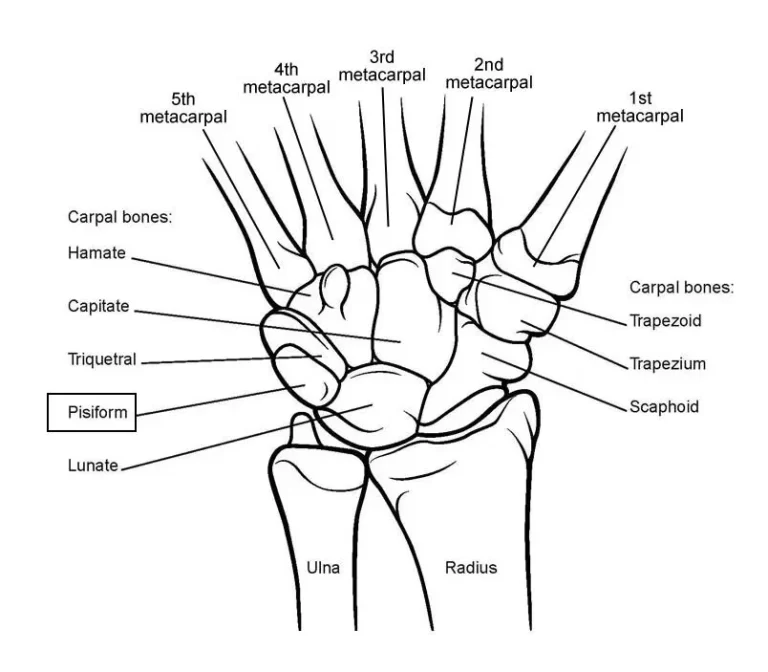 carpal bones