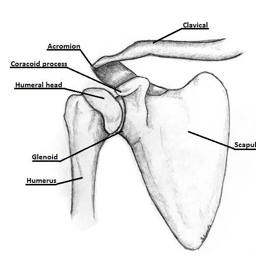 shoulder joint