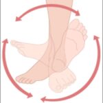 Active ankle circles