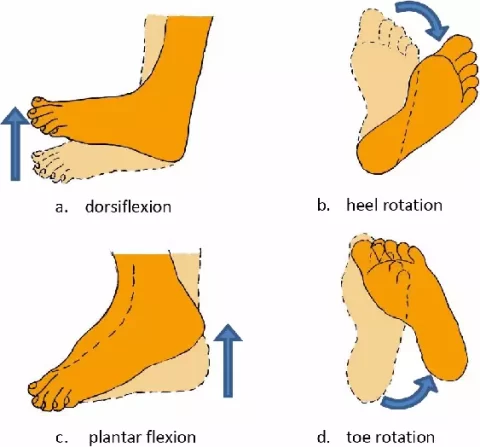 Ankle and foot exercises