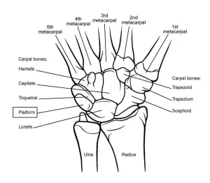 Read more about the article Carpal Bones