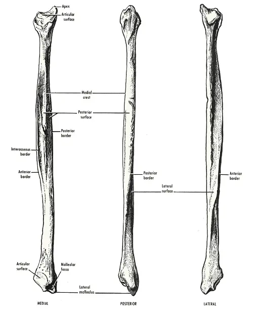 fibula bone