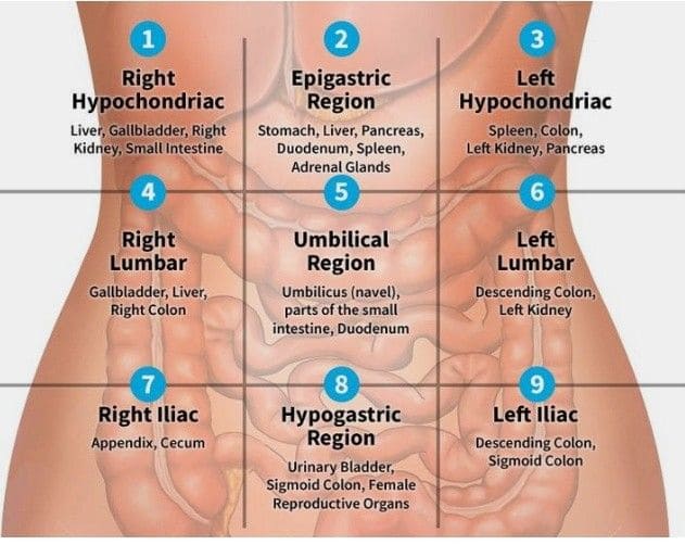 Abdominal Regions