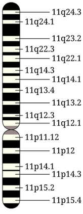 Chromosome 11