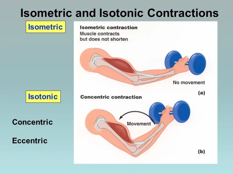 Difference between isometric and isotonic