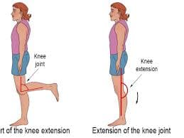 Knee Flexion and Extension