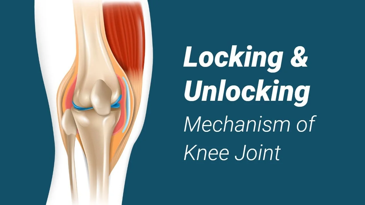 Locking and Unlocking of knee joint