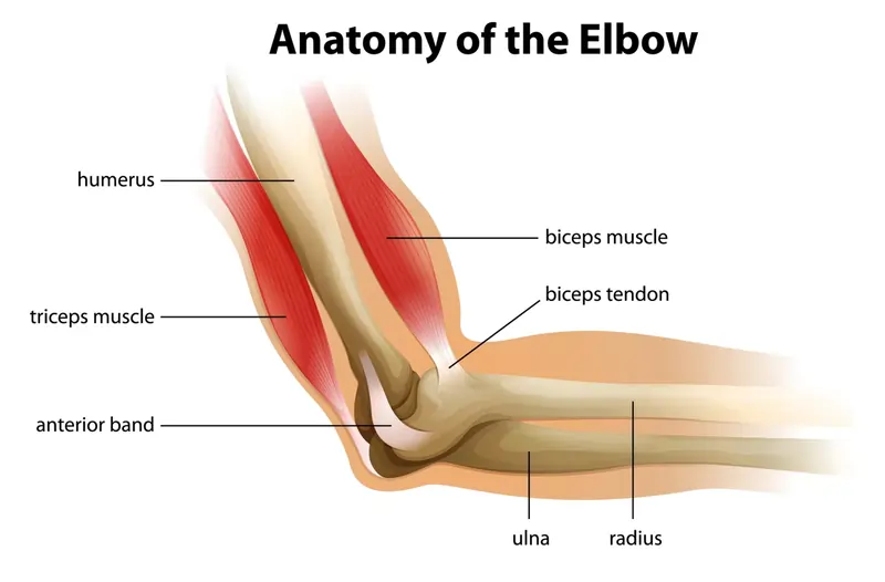 Muscles of Elbow joint Anatomy