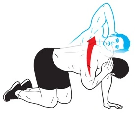 Quadruped Thoracic Rotation Stretch