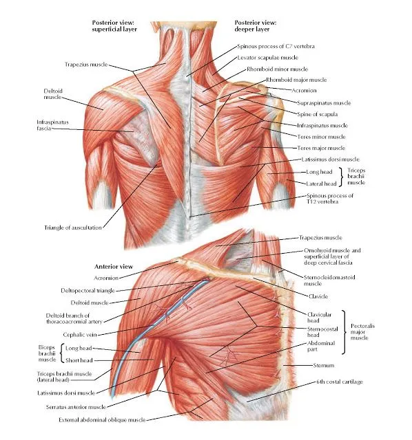 Shoulder-muscles-Anatomy