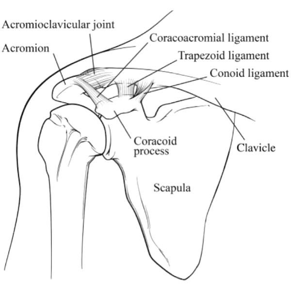 Acromioclavicular Joint