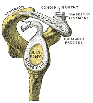 Acromioclavicular Ligaments