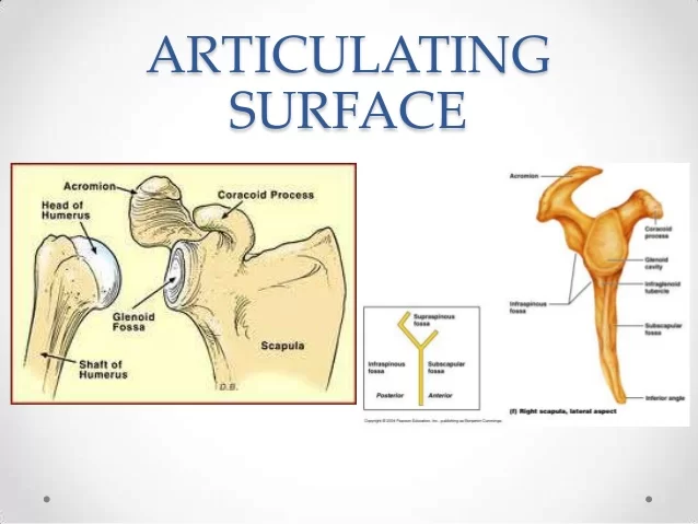 Articulating-surface-of-shoulder-joint