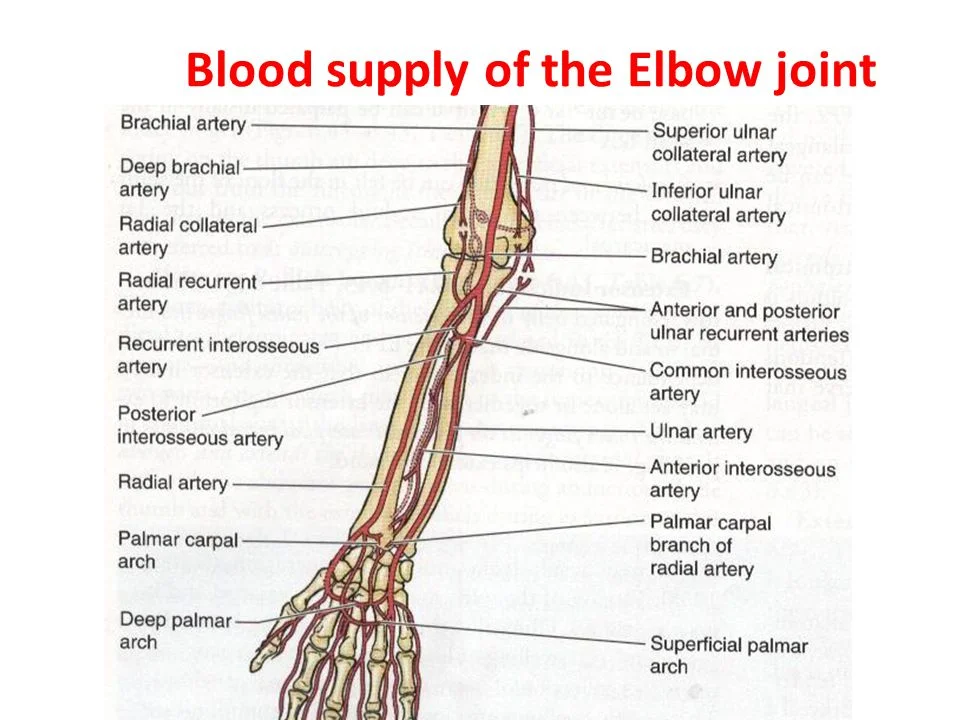 Blood-supply-of-the-Elbow-joint