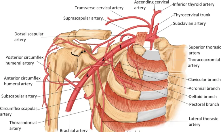 Blood-supply-of-the-Shoulder-joint