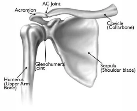 Bones-and-Joints-of-Shoulder-Joint