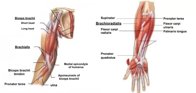 Elbow-Muscles