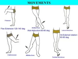 Hip-Movement-and-Muscles