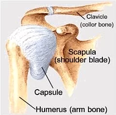 Joint-capsule