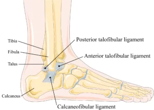 Lateral-collateral-ligament