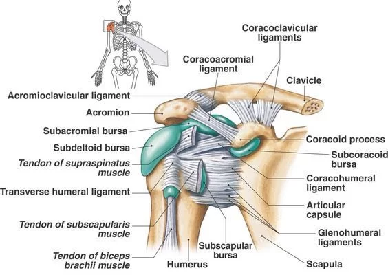 
Ligaments-and-bursa-of-the-joint