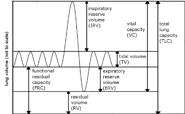 Lung volume and capacities