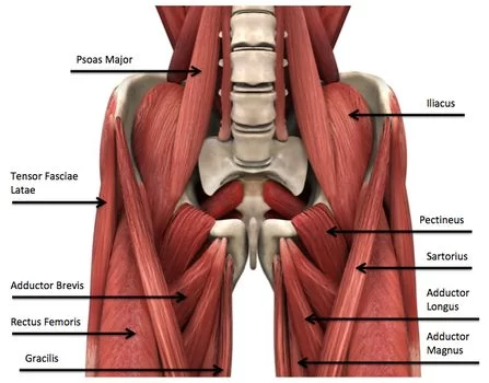 Muscle-of-hip-joint