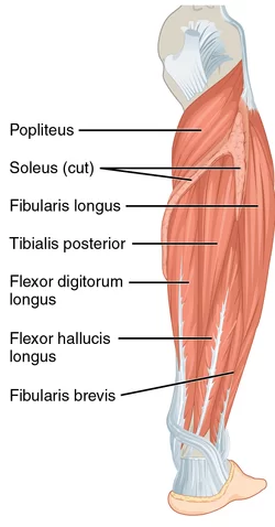 Muscles-of-the-posterior-of-the-lower-leg