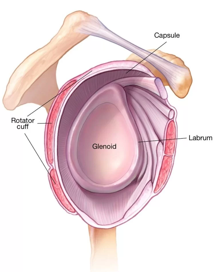 Shoulder-joint-–-Labrum