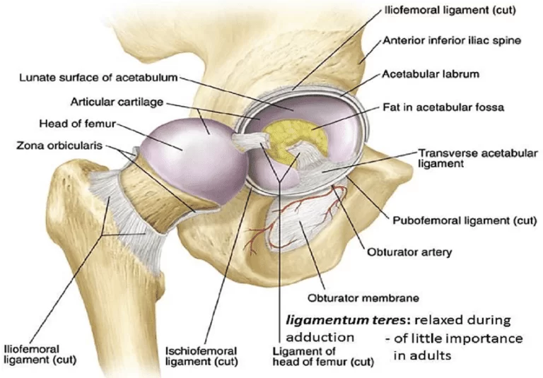 
Structures-of-the-Hip-Joint.